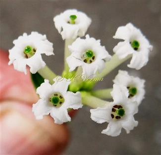  Inflorescence and Flowers